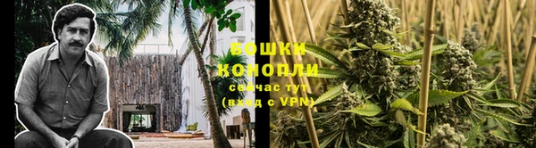 сатива Коряжма